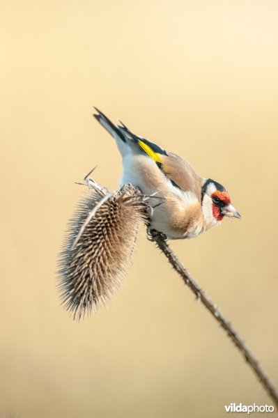 Putter eet zaden uit een kaardenbol