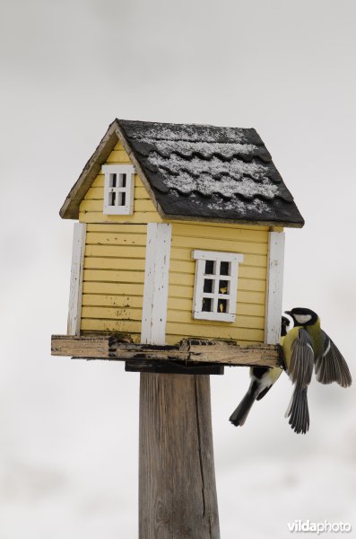 Vogels bezoeken een voederhuisje met vogelvoer