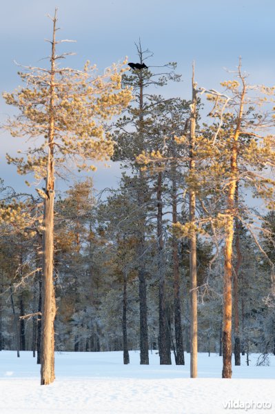 Korhoen in dennetjes