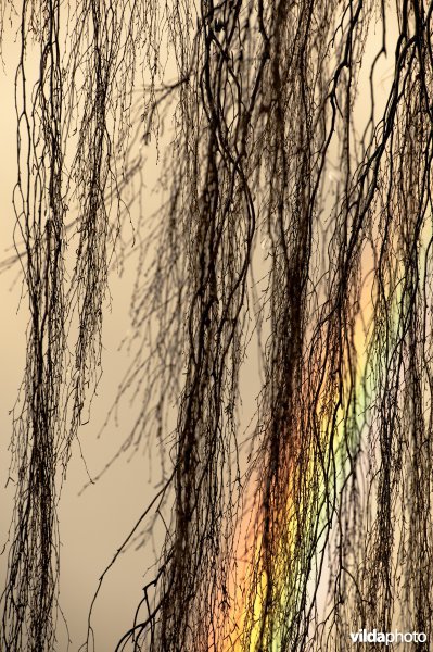 Regenboog en berk