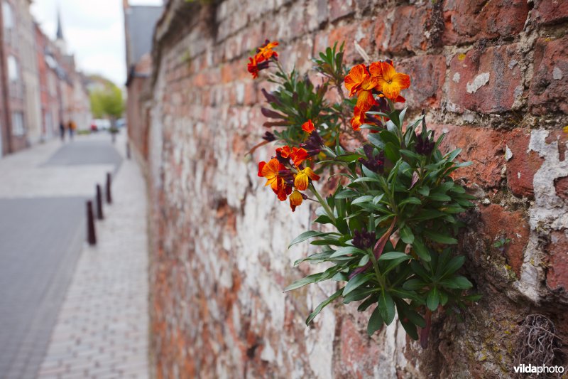 Muurbloem op een stadsmuur