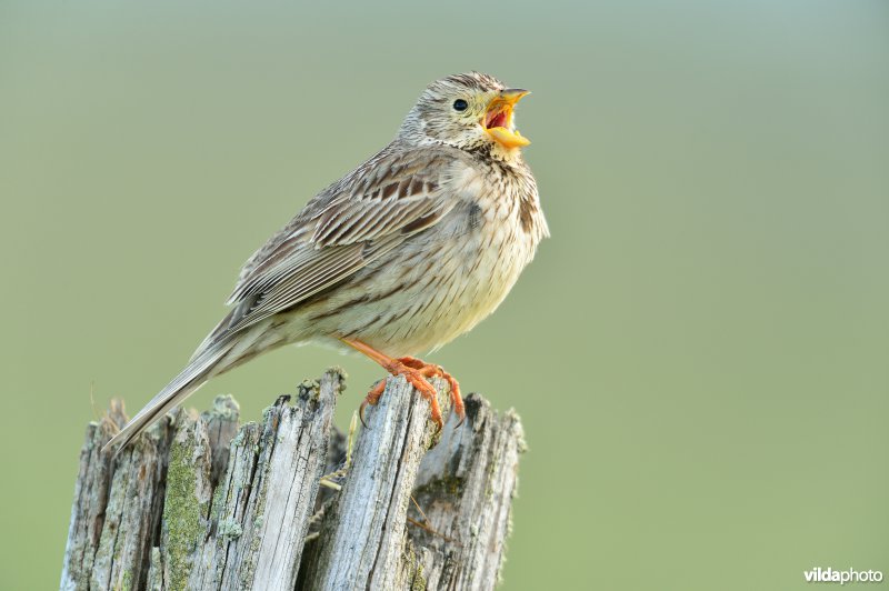Zingende Grauwe gors