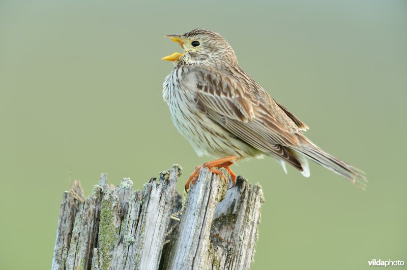 Zingende Grauwe gors