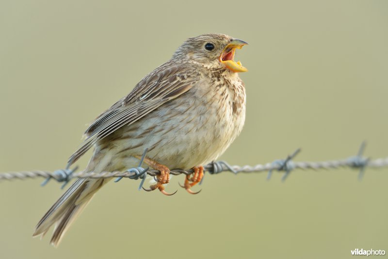 Zingende Grauwe gors