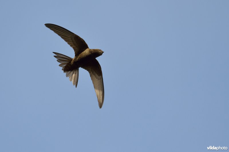 Vliegende Gierzwaluw