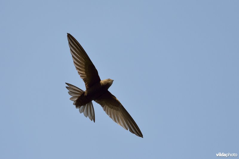 Vliegende Gierzwaluw
