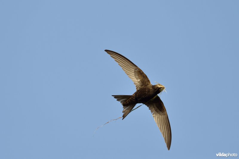 Vliegende Gierzwaluw met nestmateriaal