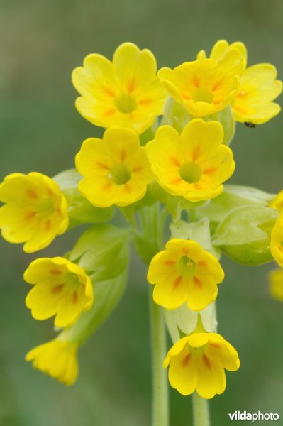 Bloemetjes van gulden sleutelbloem