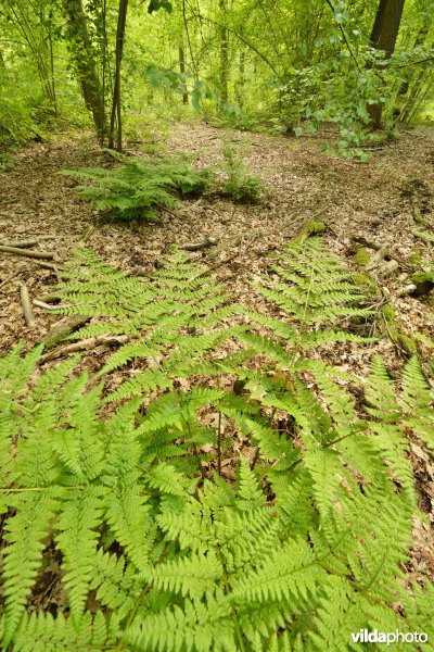 De Herenbossen