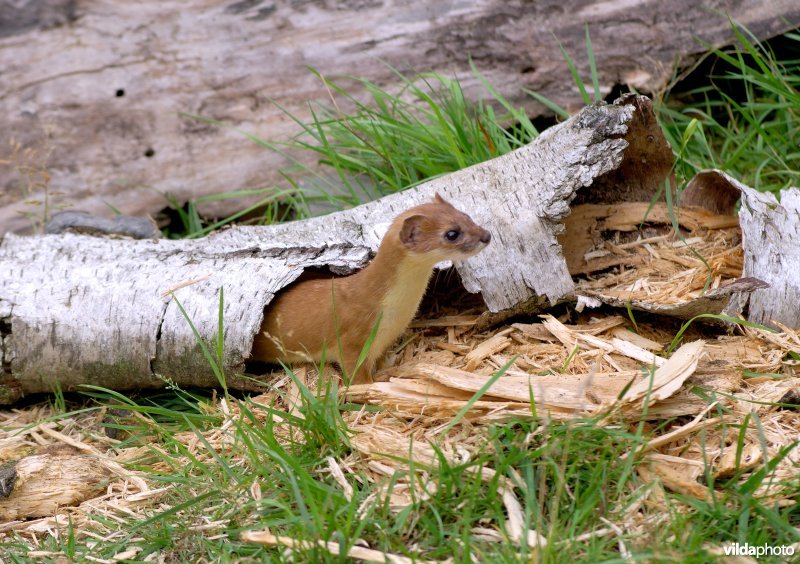 Hermelijn neemt een kijkje