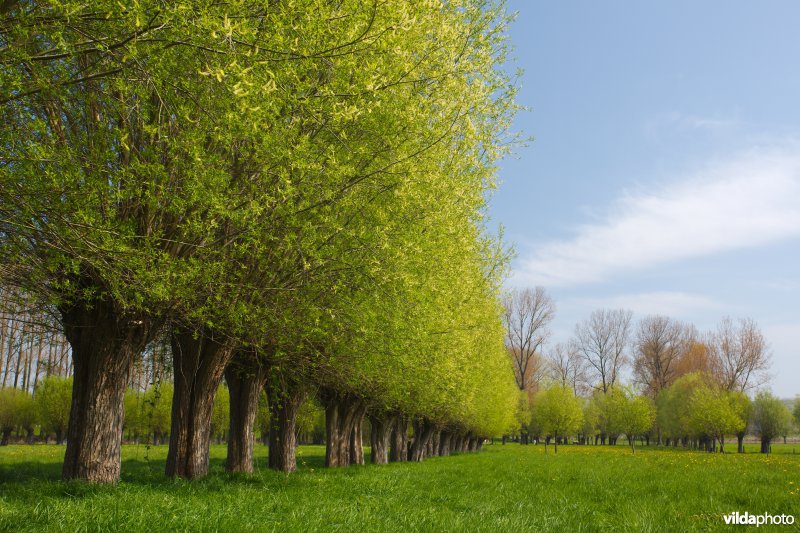 Knotwilgen