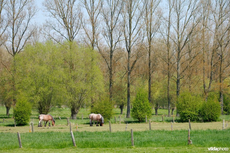 Boerenpaarden