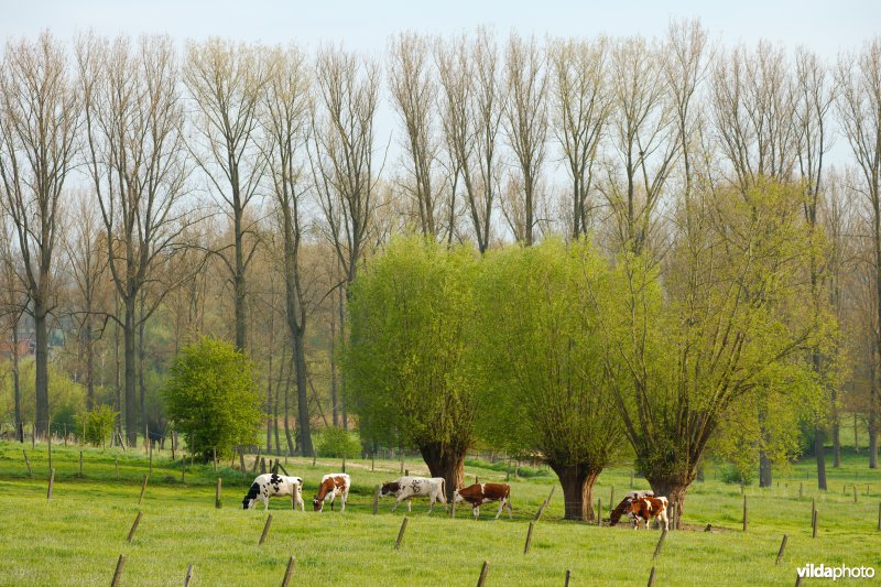 Koeien en knotwilgen