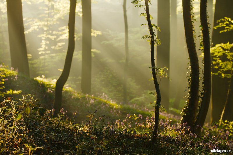 Ochtend in een lentebos