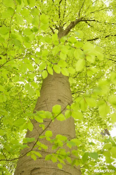 Het Cruysveld