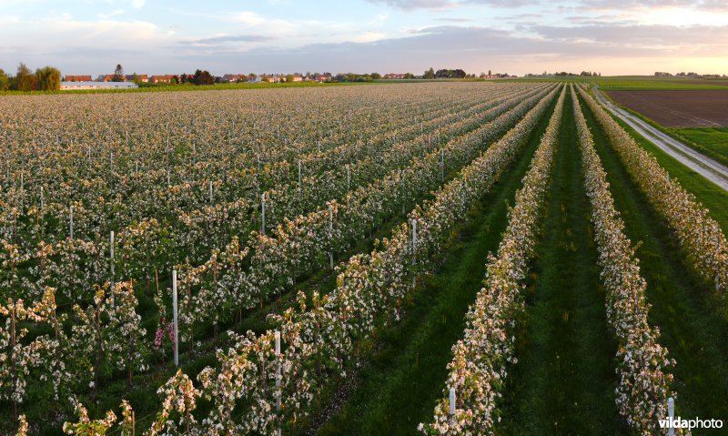 Laagstamboomgaard