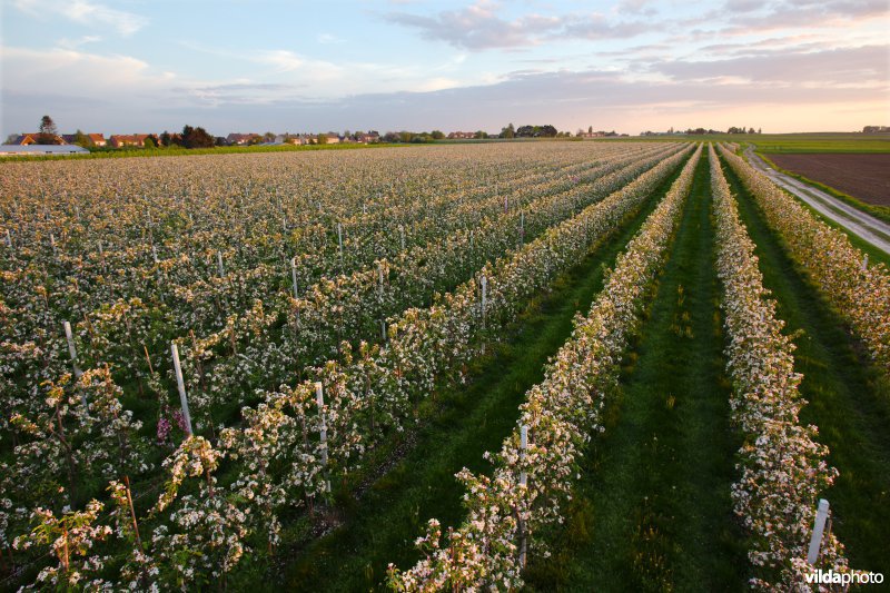 Laagstamboomgaard