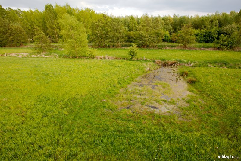 Poel in een grasland