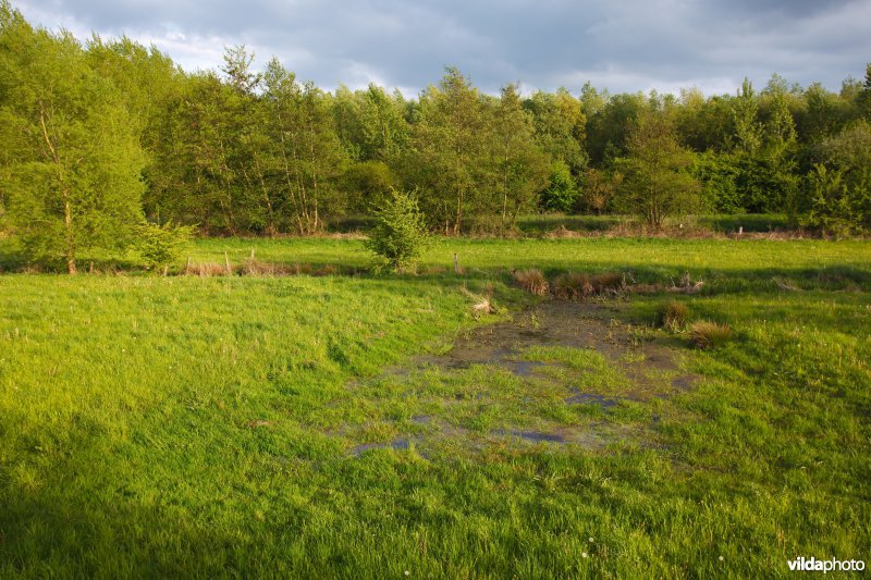 Poel in een grasland