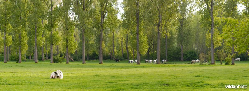 Populierenrijen in de Getevallei