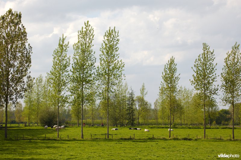 Coulissenlandschap in de Getevallei