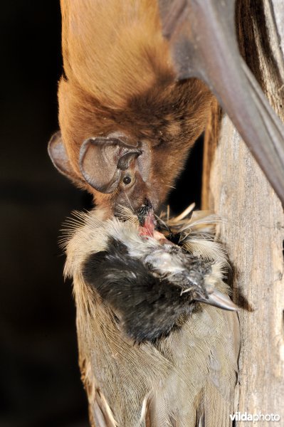 Grote rosse vleermuis