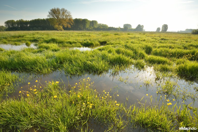 Bergenmeersen