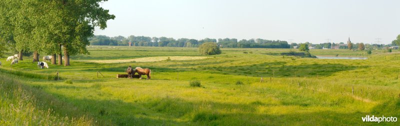 Graslanden in de Maasvallei