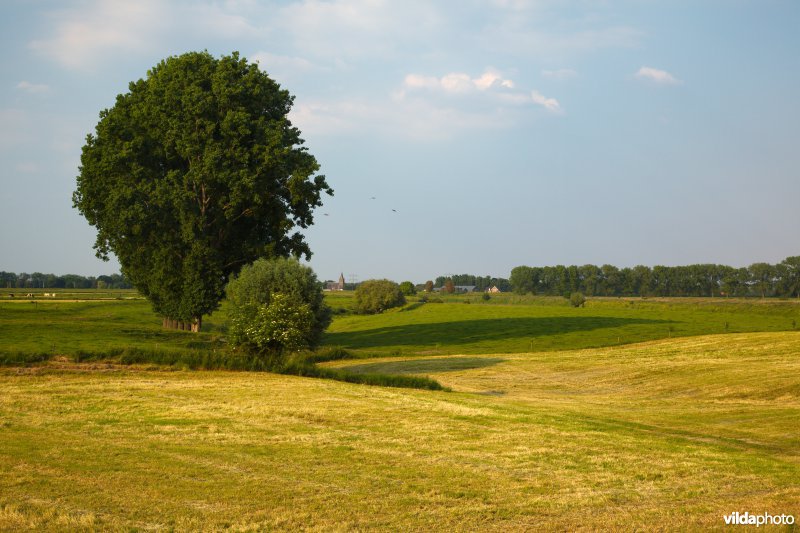 Graslanden in de Maasvallei