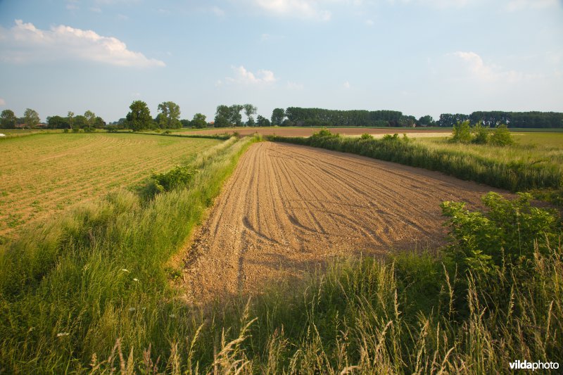 Landbouwbeeld uit de Maasvallei