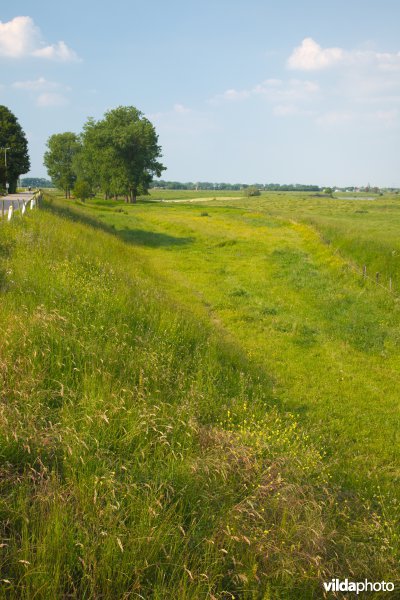 Graslanden in de Maasvallei