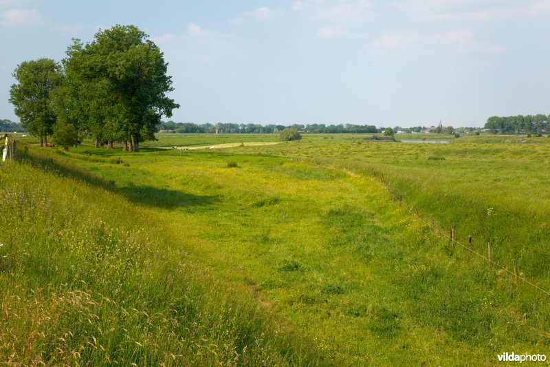 Graslanden in de Maasvallei