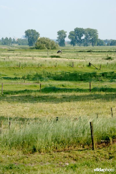 Graslanden in de Maasvallei