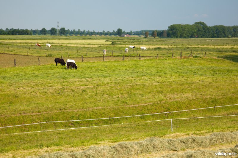 Graslanden in de Maasvallei