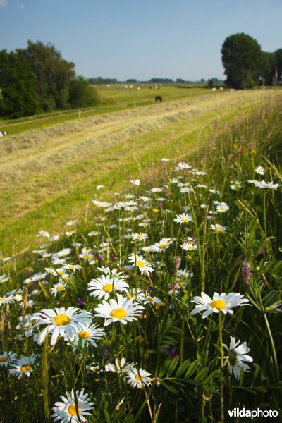 Bloemrijk grasland in de maasvallei