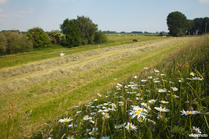Bloemrijk grasland in de maasvallei
