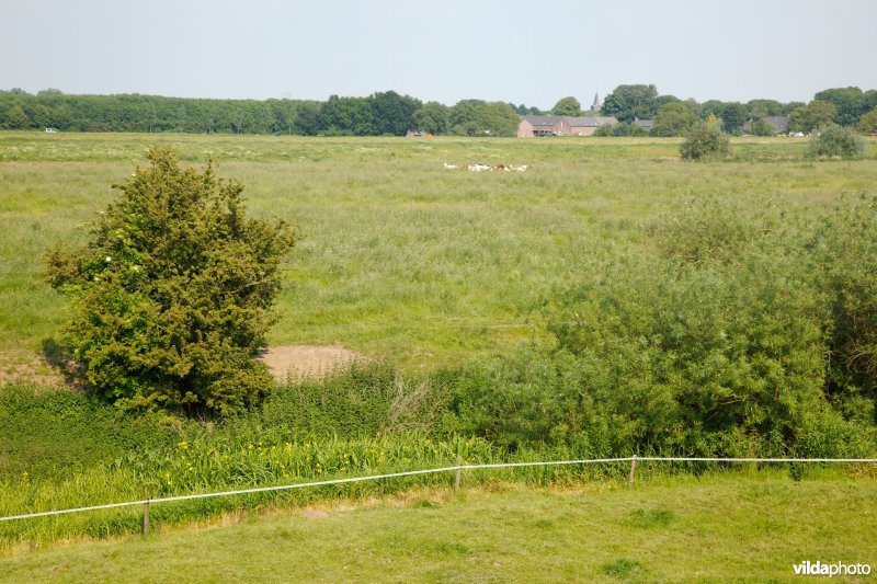 Graslanden in de Maasvallei