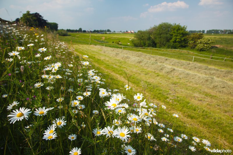 Bloemrijk grasland in de maasvallei