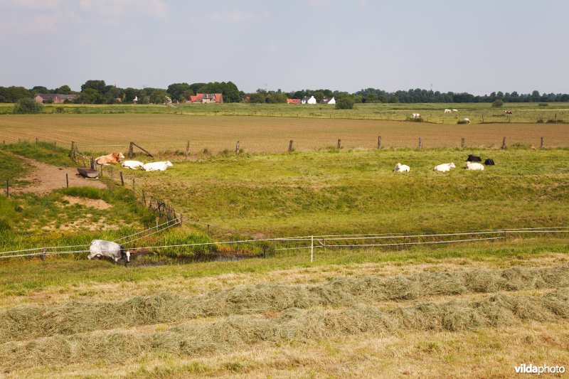 Graslanden in de Maasvallei