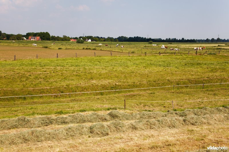 Graslanden in de Maasvallei