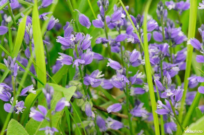 Gewone vleugeltjesbloem