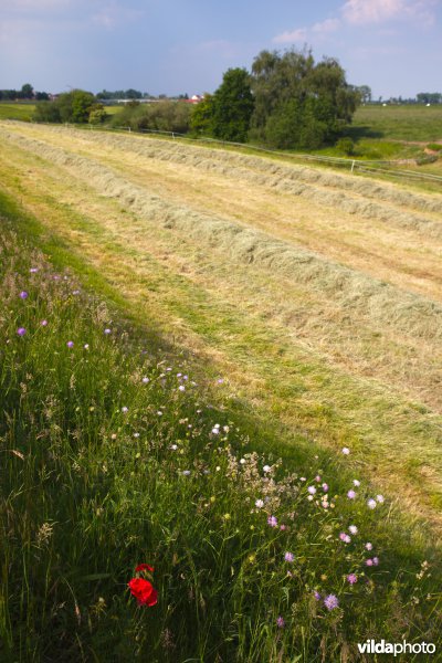 Bloemrijk grasland in de maasvallei