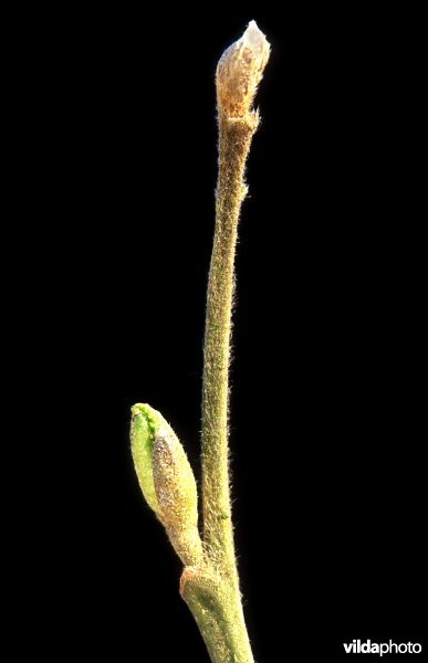 Knop van een zachte berk