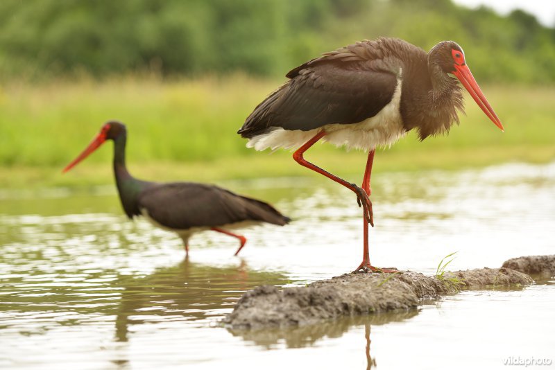 Koppeltje Zwarte ooievaar
