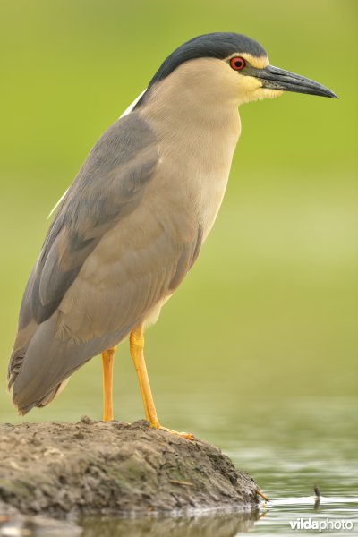 Kwak