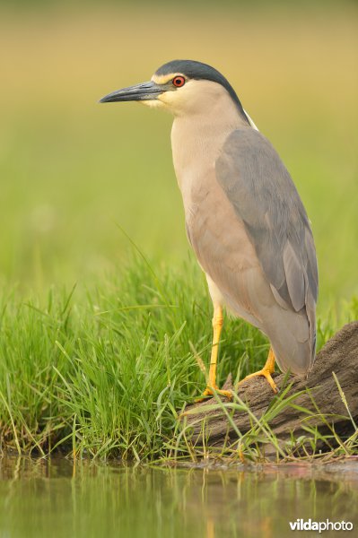 Kwak
