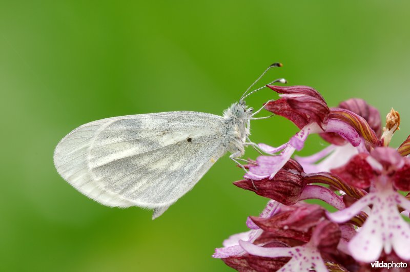 Boswitje op purperorchis