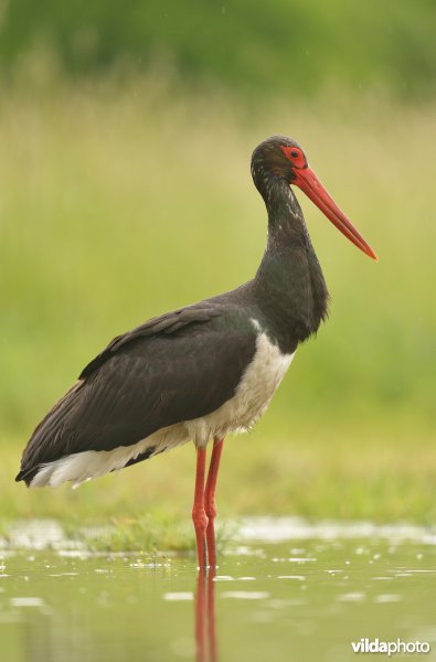 Zwarte ooievaar