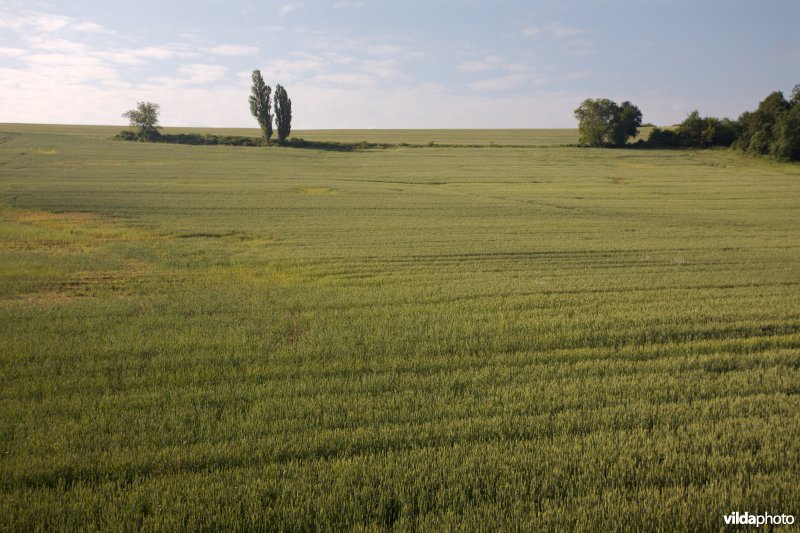 Opgaand groen in een akker