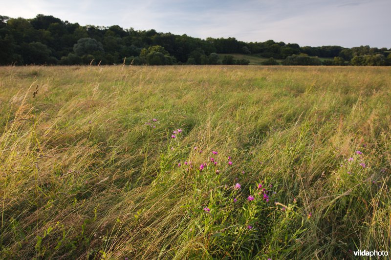 Kruidenrijk grasland